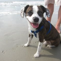 Libbey Z-Stem Martini 9oz Glassware (Set Of 4) Libbey Glassware